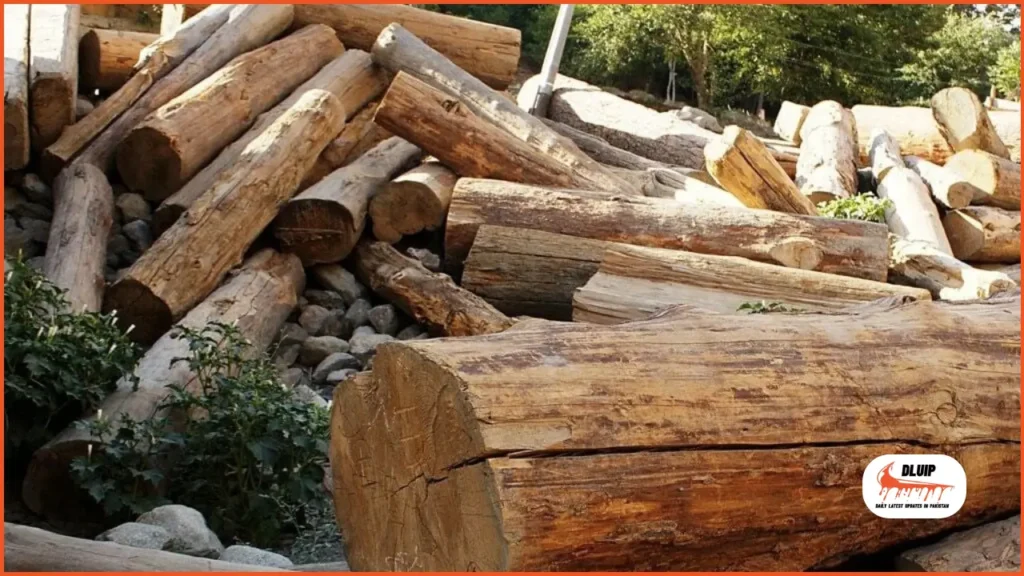 Raw Wood Rate in Pakistan